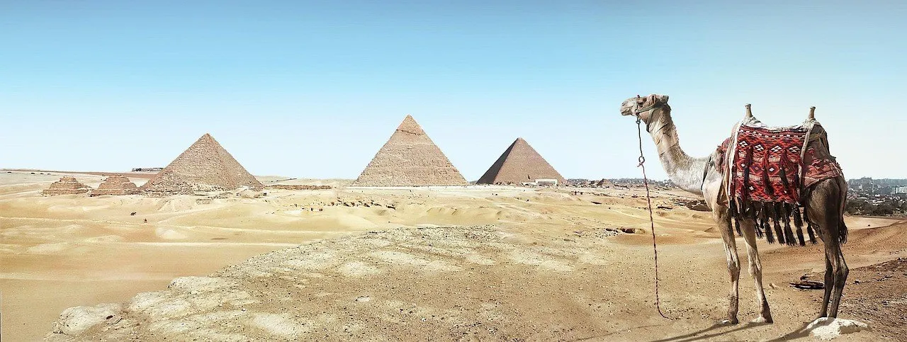 Camel with a saddle in the desert, with the three Giza pyramids in the background under a blue sky.