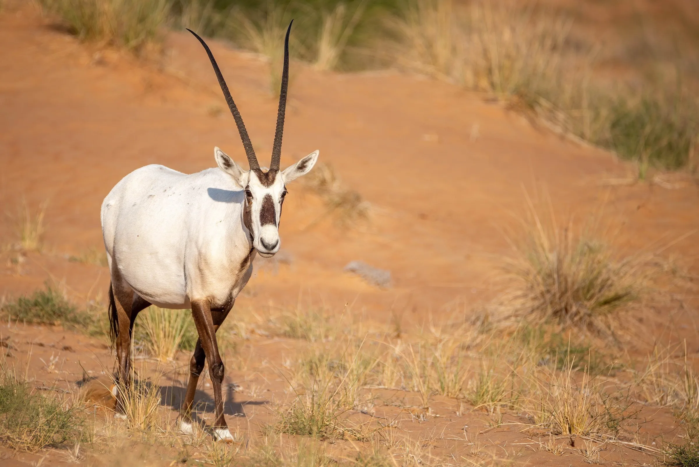 Long-horned, pale-coated Arabian oryx walking on reddish sand, with tufts of grass around it.