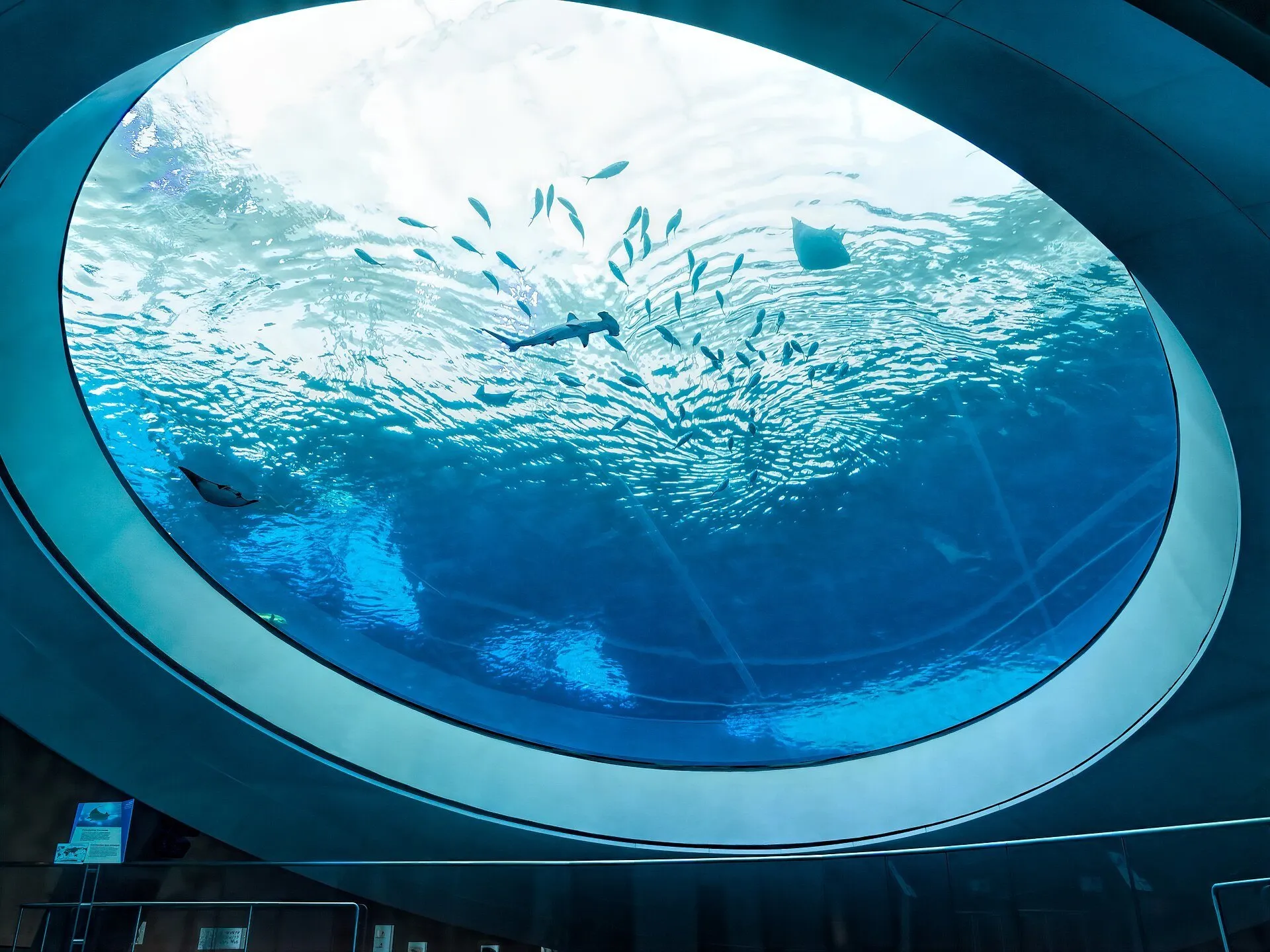 Óculo circular do aquário do Frost Science visto por baixo, com peixes, raias e um tubarão na água azul.