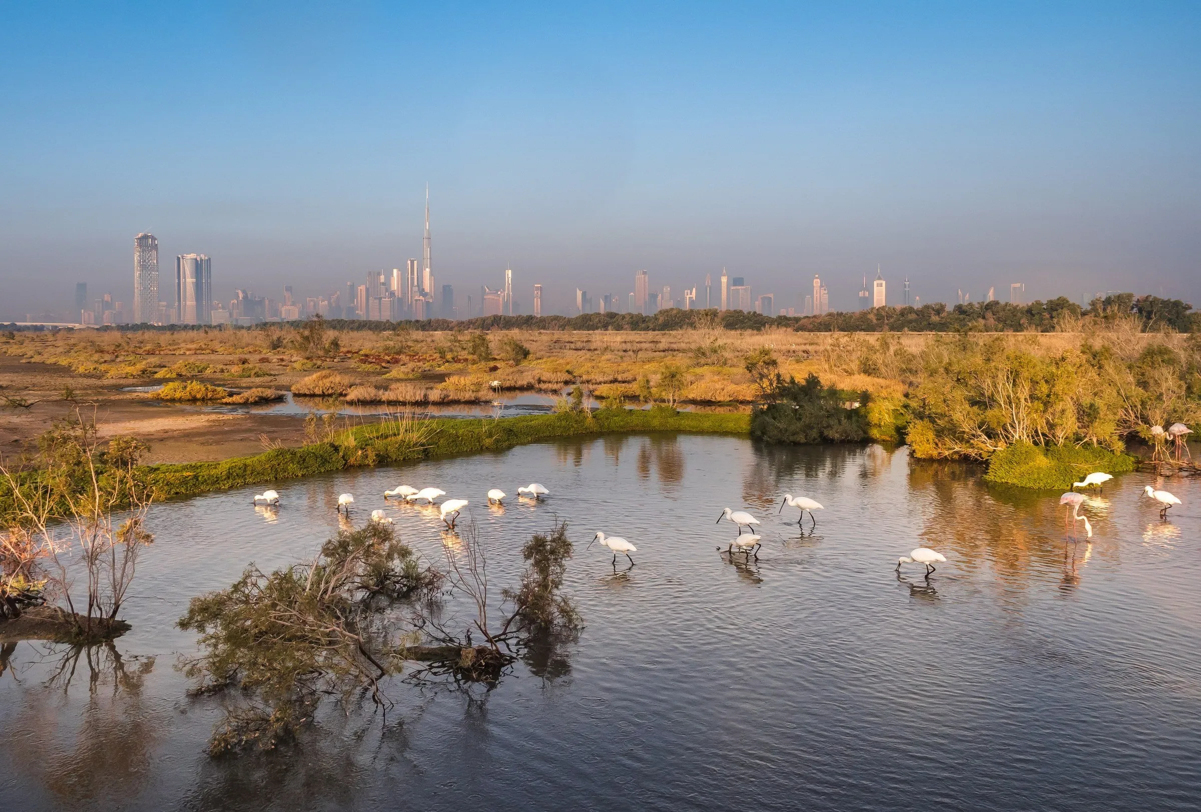 Long-billed white birds and one pink flamingo wade in a lagoon at dawn, with the Dubai skyline in the background.
