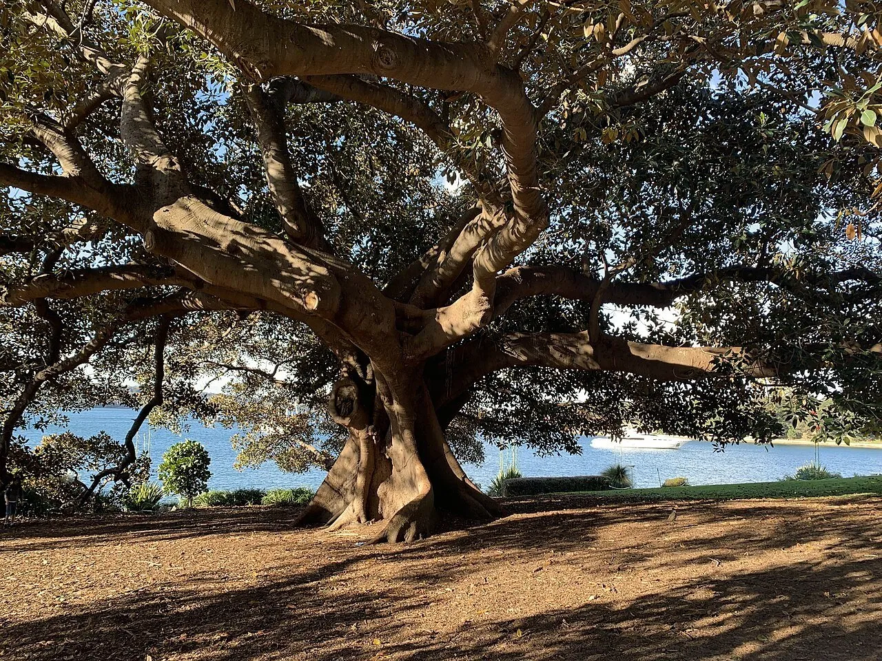 Wide-canopied tree in Sydney's Royal Botanic Garden, with shaded ground and harbor water in the background.