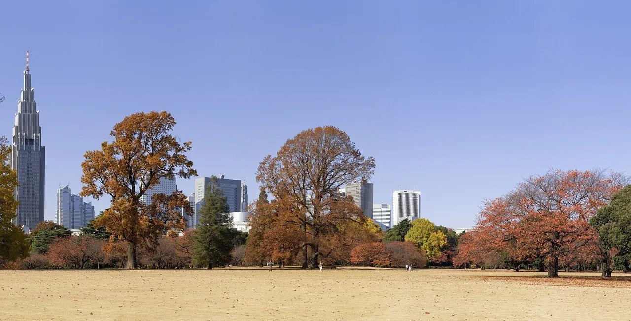 Amplio césped del Shinjuku Gyoen con árboles en tonos de otoño y rascacielos de Shinjuku al fondo.