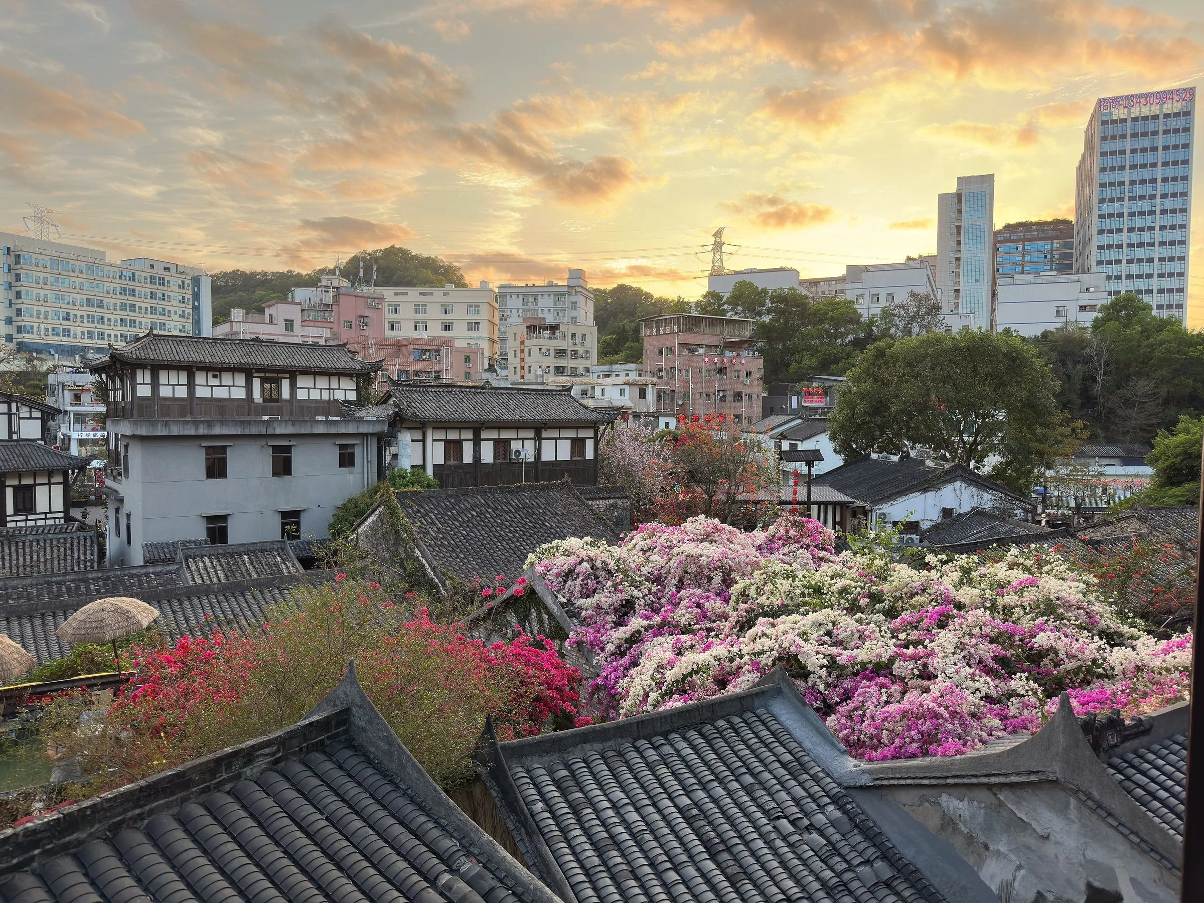 Telhados de cerâmica e buganvílias em flor numa vila hakka ao pôr do sol, com prédios modernos ao fundo.